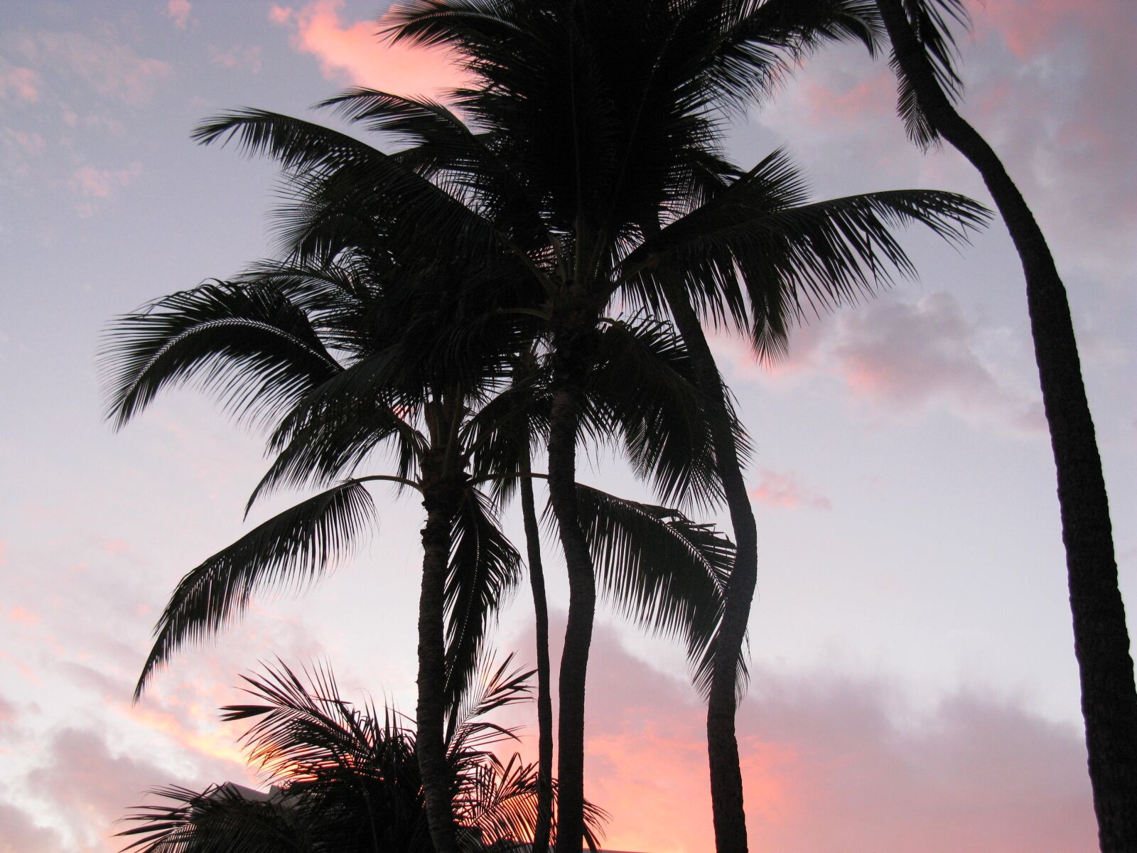Canon POWERSHOT A650 IS sample photo. Palm trees, pink sky photography