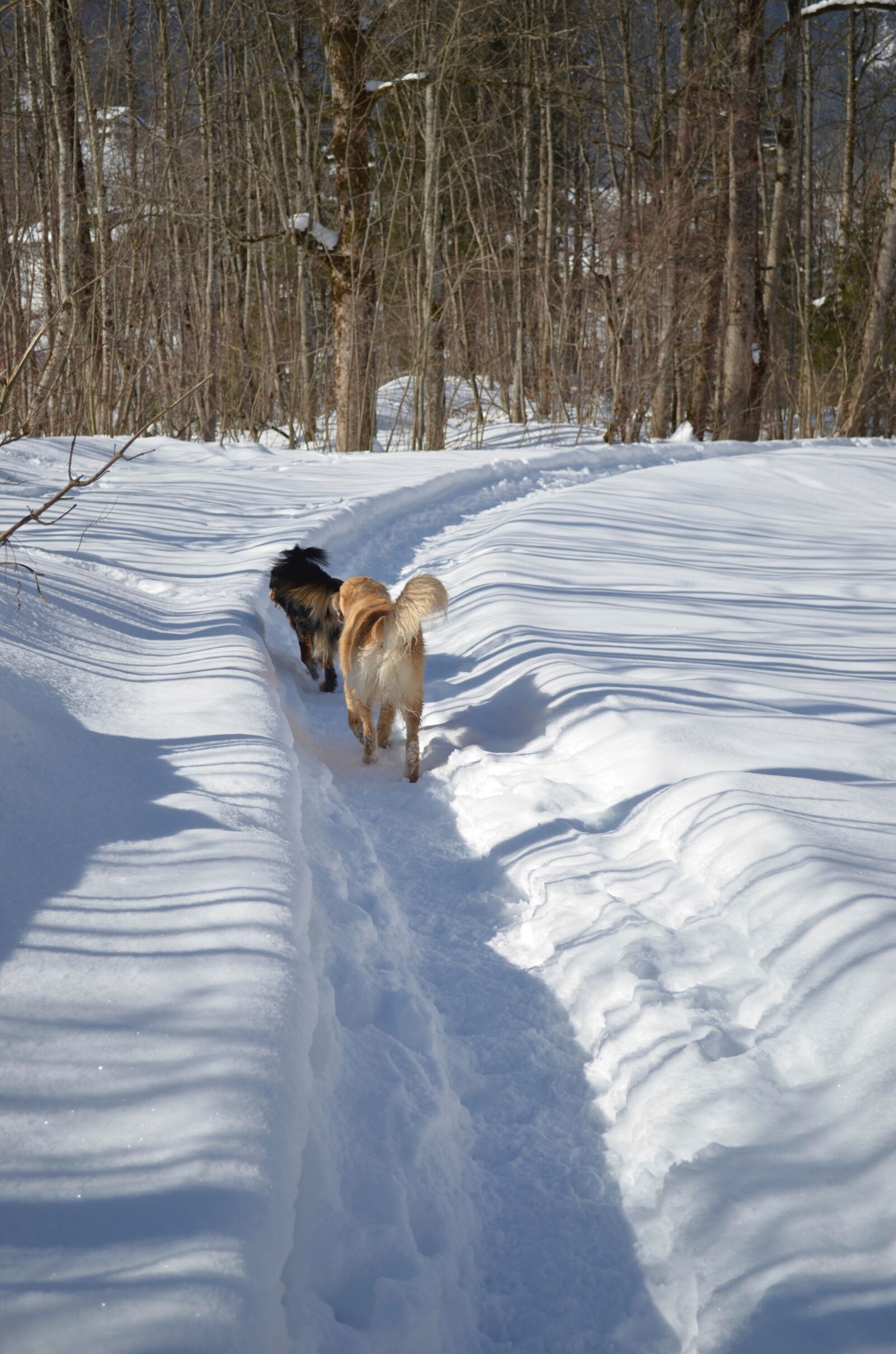 Nikon D5100 sample photo. Dog, winter, dog in photography