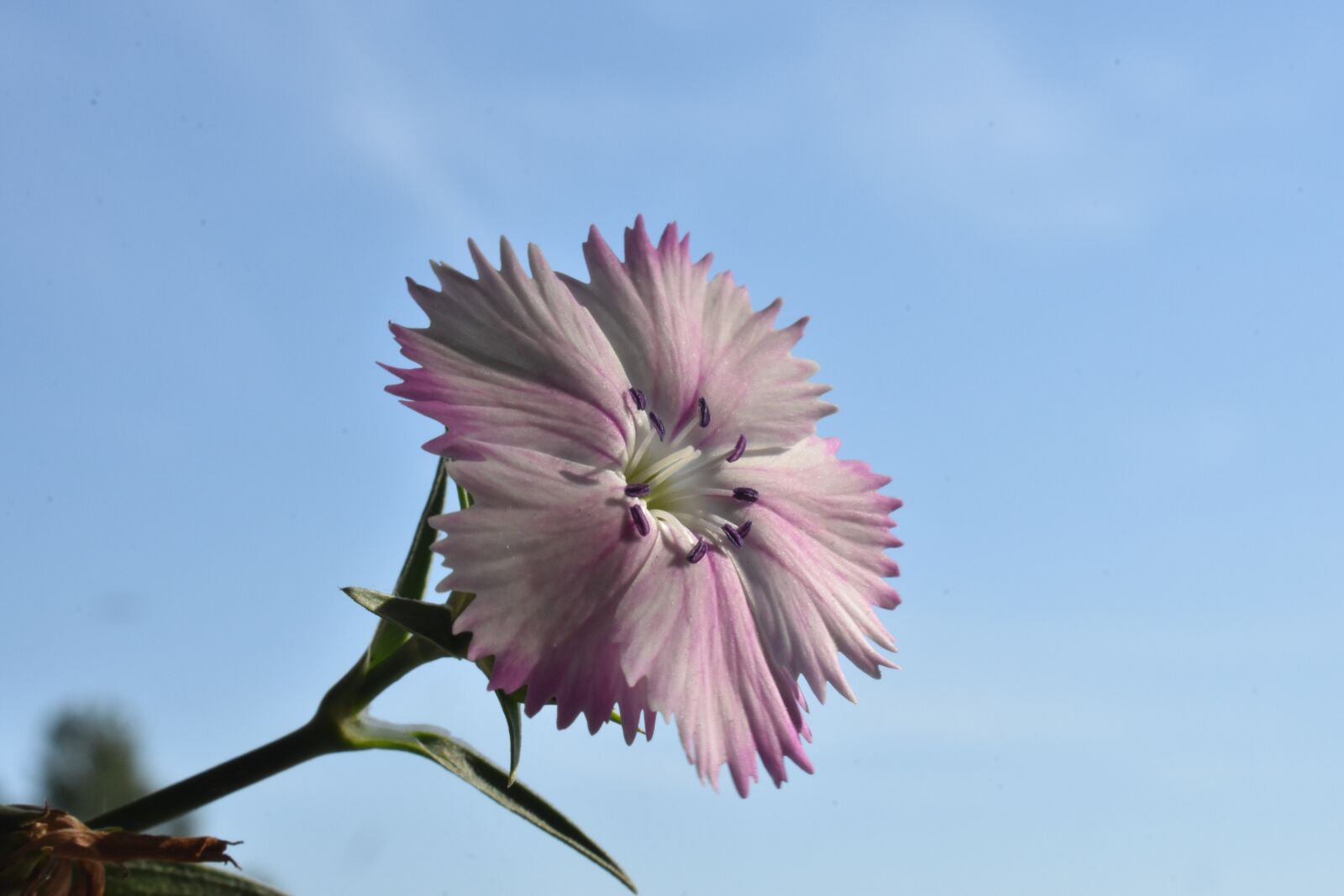 Nikon D3400 sample photo. Clove, flower, bloom photography