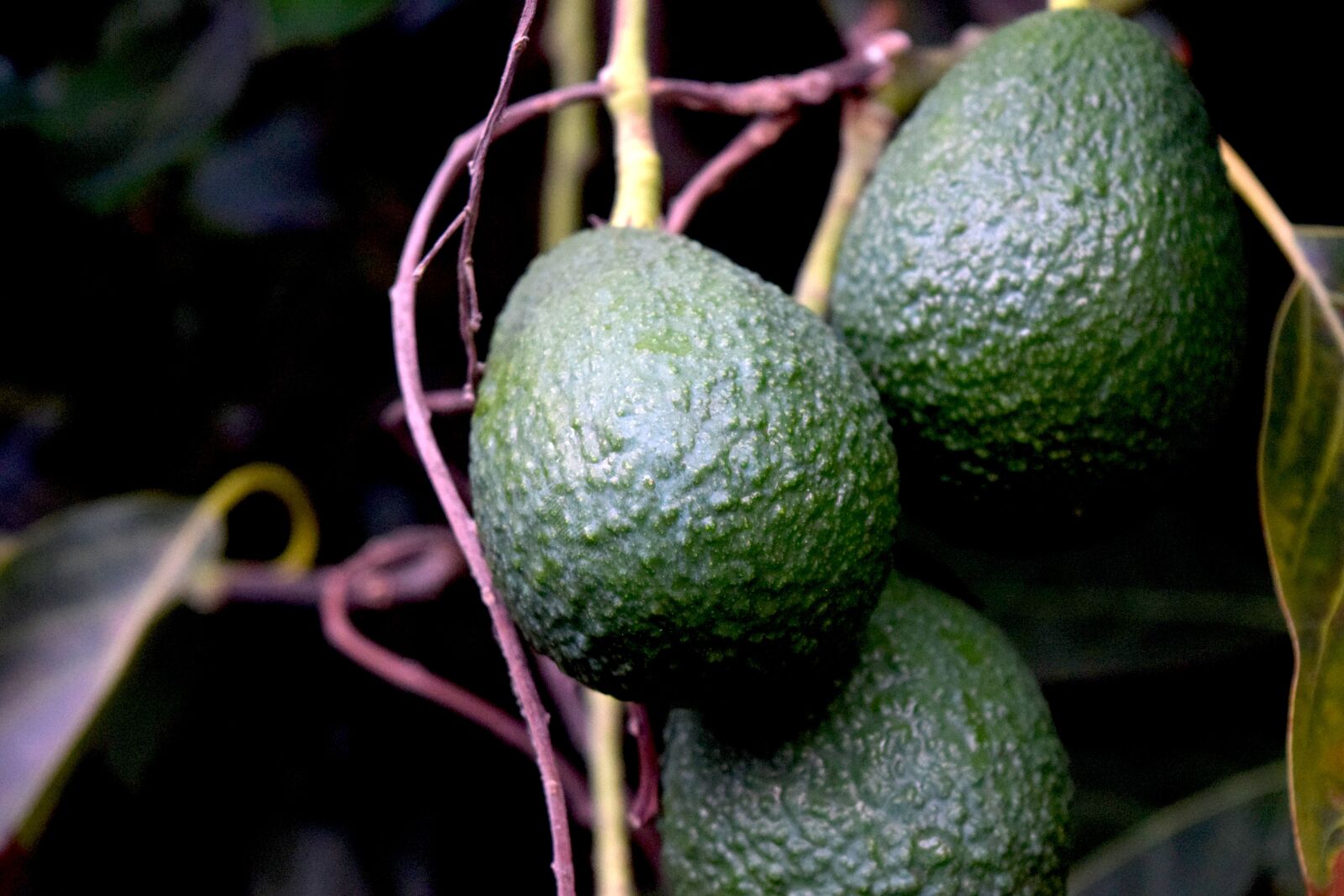 Nikon D3300 sample photo. Avocados, vine, fruit photography