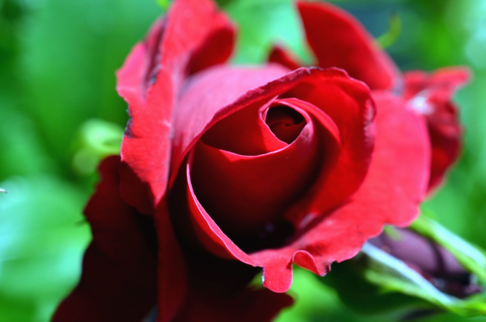 Nikon D5100 sample photo. Garden, spring, bud, flower photography