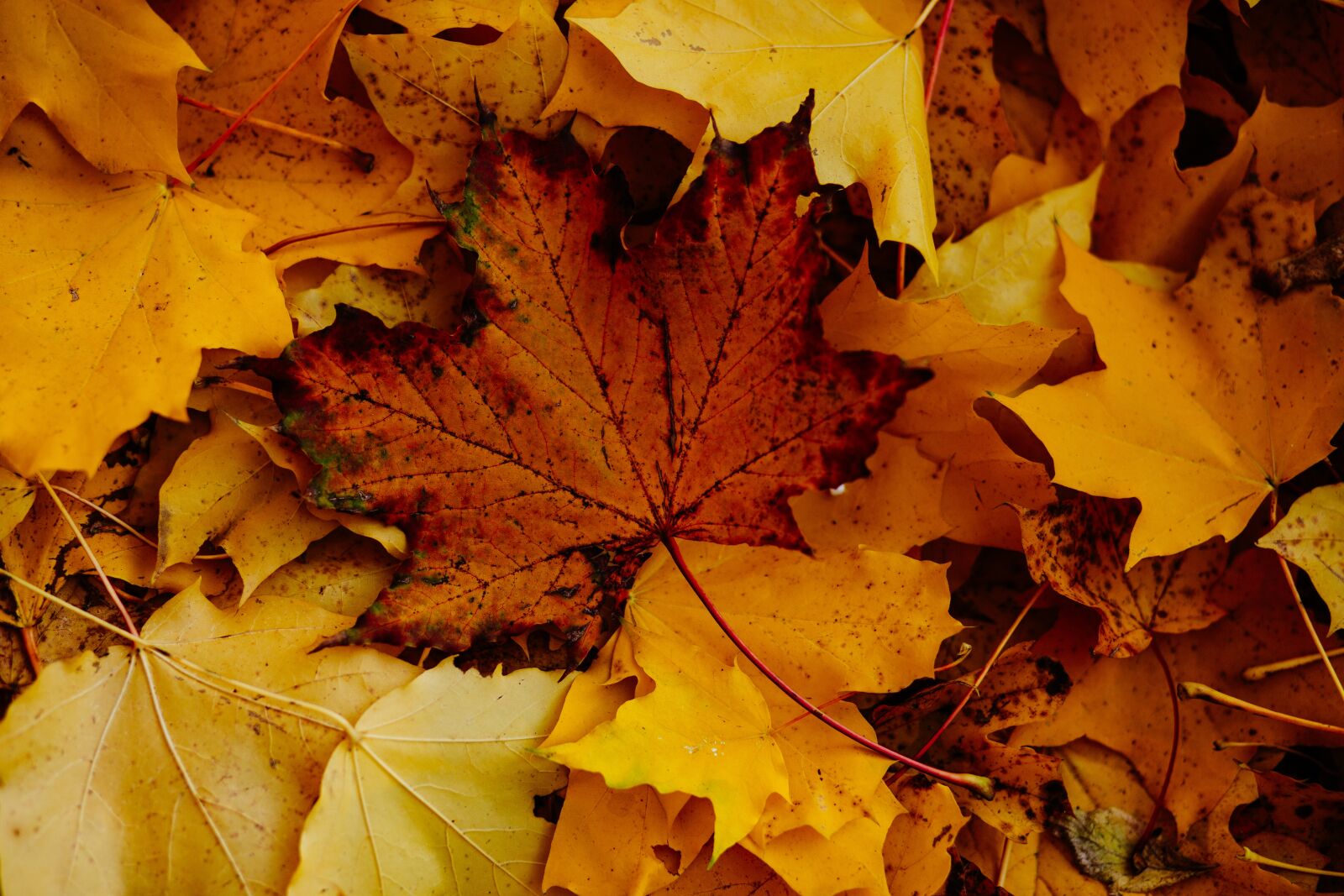 Canon EF 85mm F1.8 USM sample photo. Nature, abstract, autumn photography