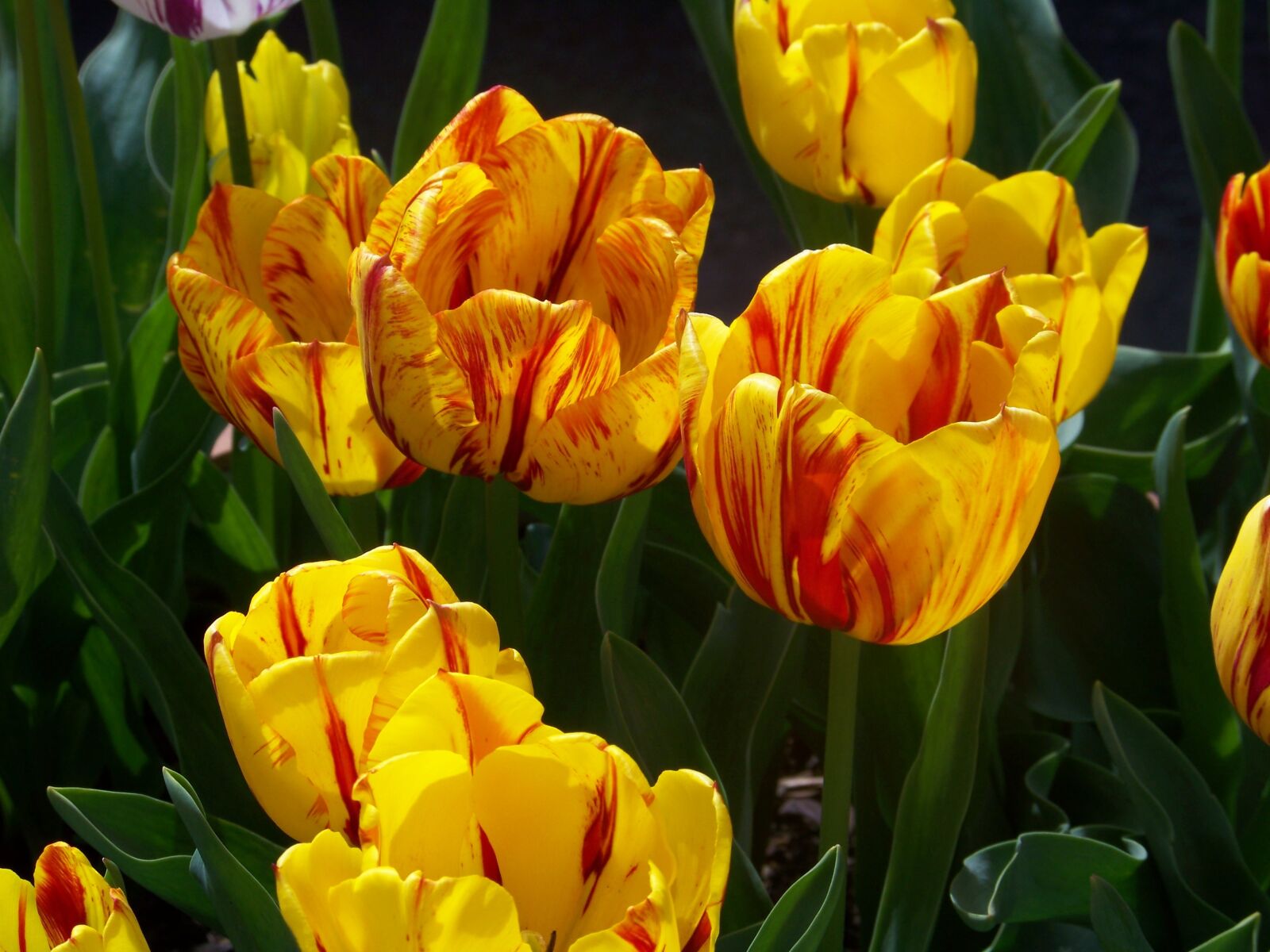 Kodak EASYSHARE Z8612 IS DIGITAL CAMERA sample photo. Tulips, yellow, garden photography