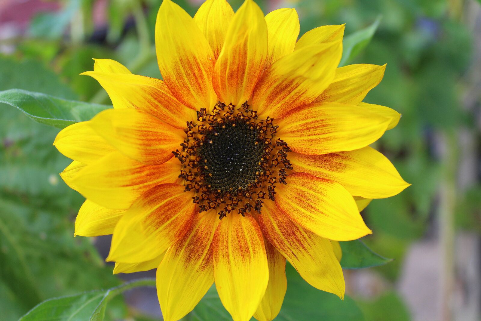 Canon EOS 1200D (EOS Rebel T5 / EOS Kiss X70 / EOS Hi) sample photo. Ornamental sunflower, garden, ornamental photography