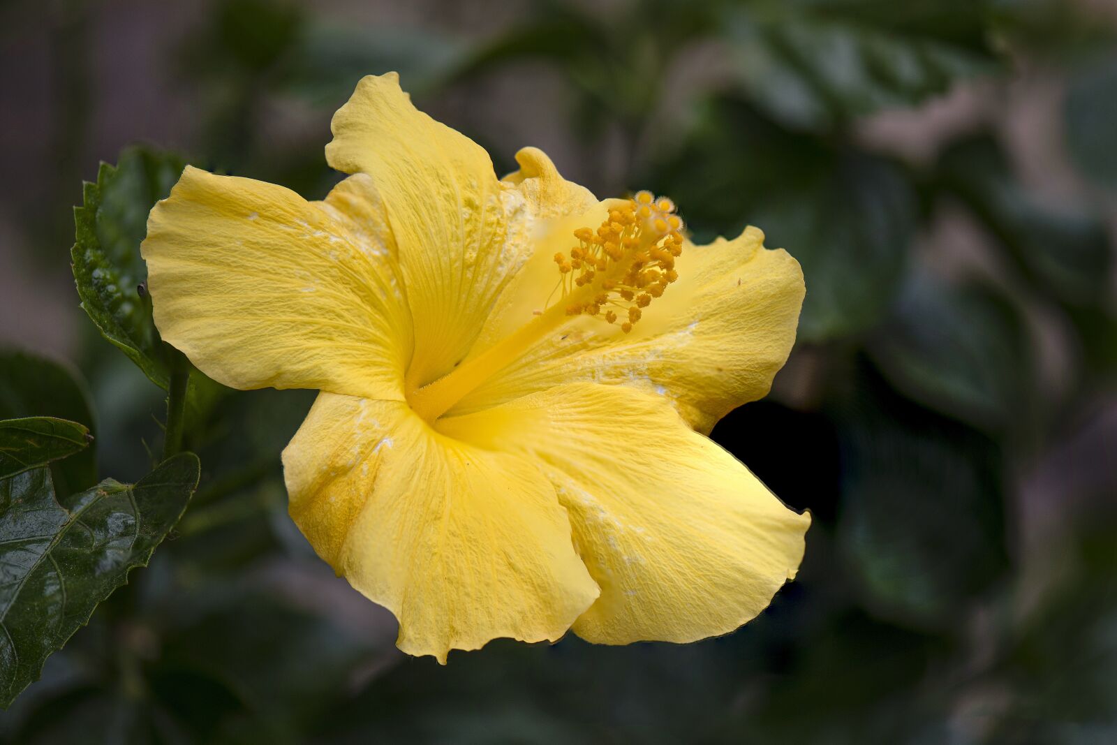 Nikon D850 sample photo. Flower, hibiscus, plant photography