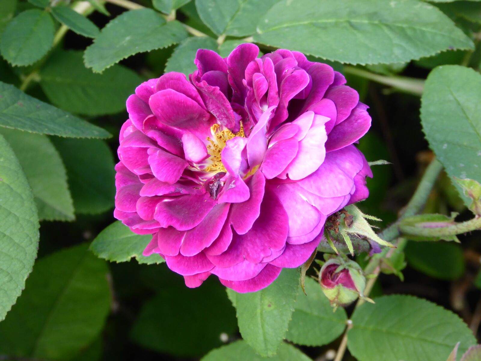 Panasonic DMC-TZ61 sample photo. Scented rose, blossomed, ornamental photography