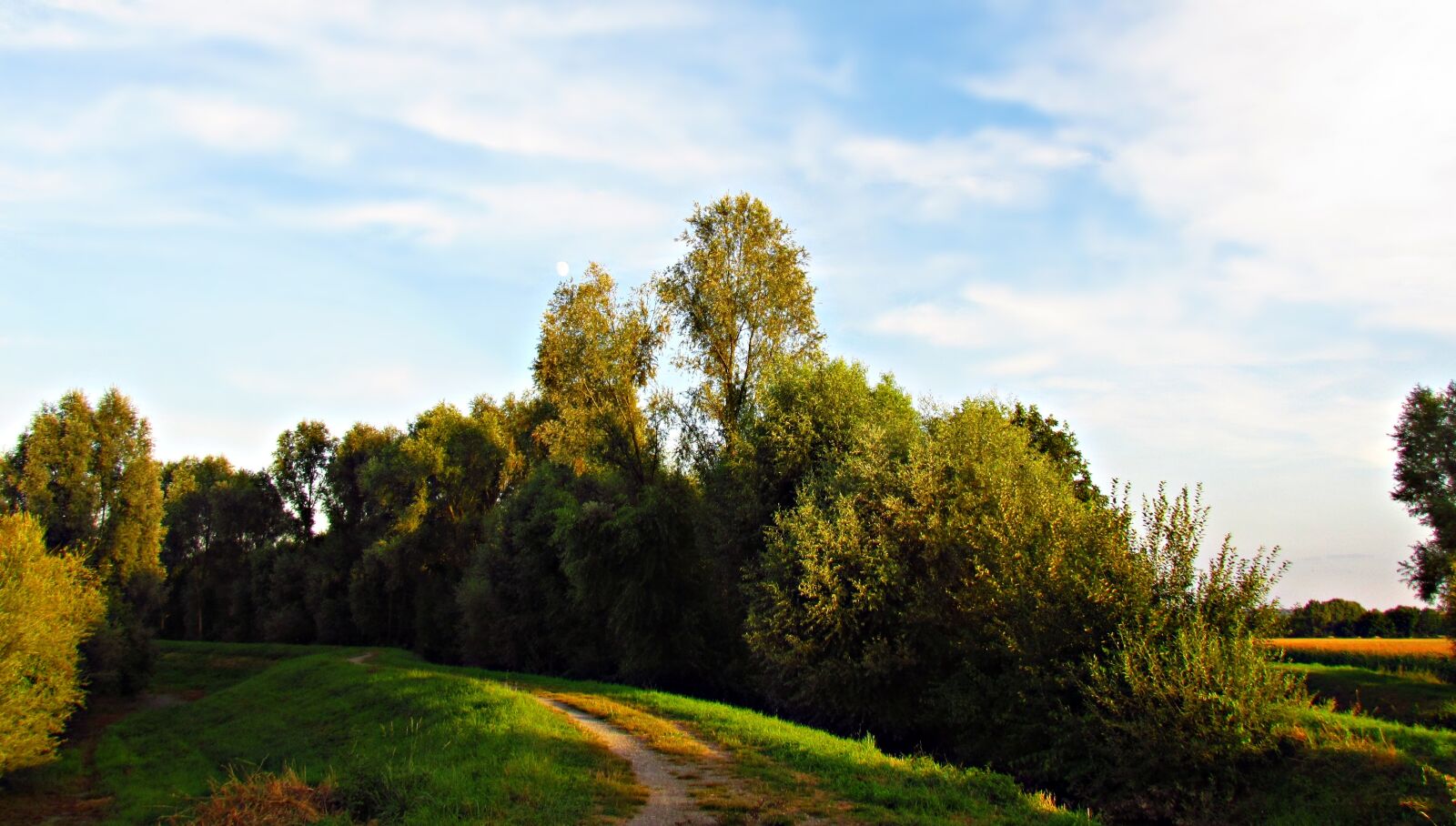 Canon PowerShot SX30 IS sample photo. Meadow, tree, the bushes photography