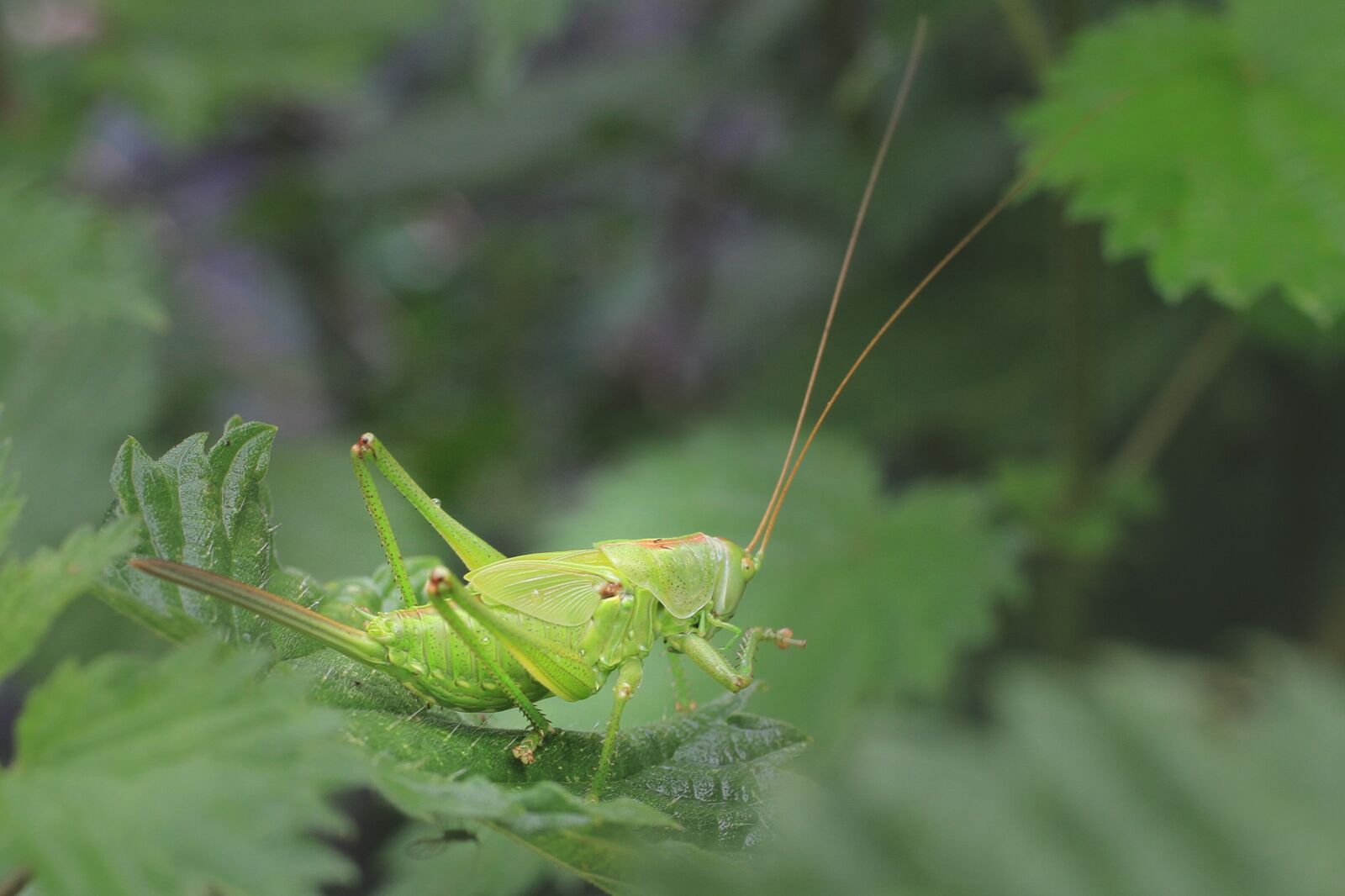 Canon EOS 7D sample photo. Grasshopper, scare, insect photography