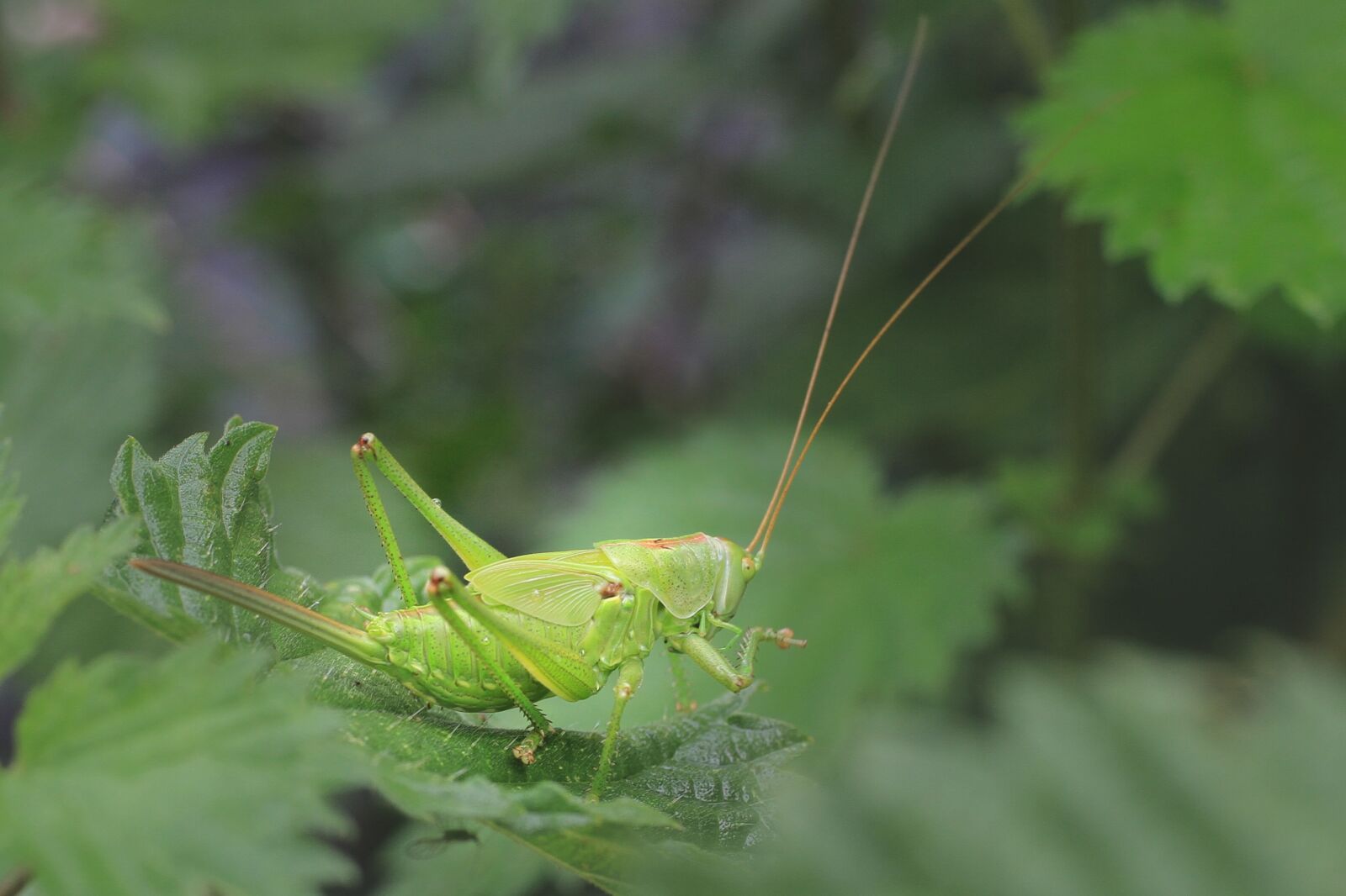 Canon EF-S 35mm F2.8 Macro IS STM sample photo. Grasshopper, scare, insect photography