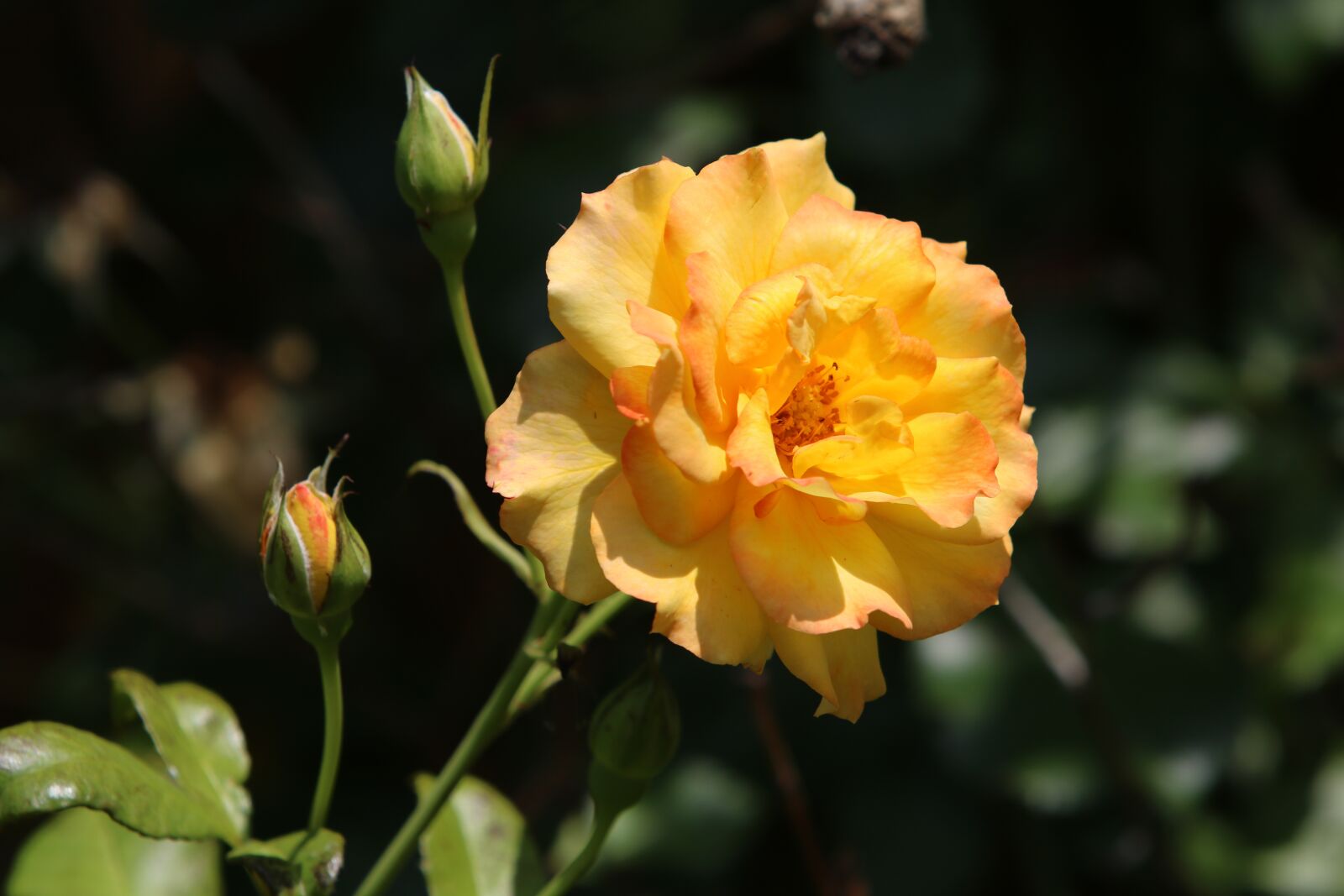 Canon EOS 750D (EOS Rebel T6i / EOS Kiss X8i) + Canon EF 70-200mm F2.8L USM sample photo. Rose, yellow roses, nature photography