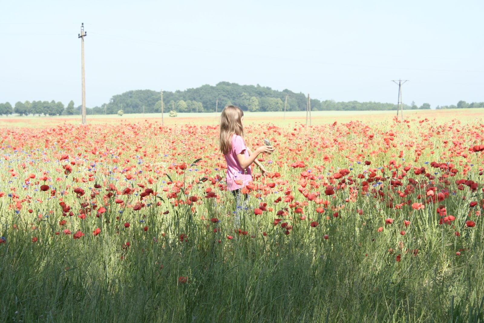 Canon EOS 350D (EOS Digital Rebel XT / EOS Kiss Digital N) sample photo. Poppy, field, meadow photography