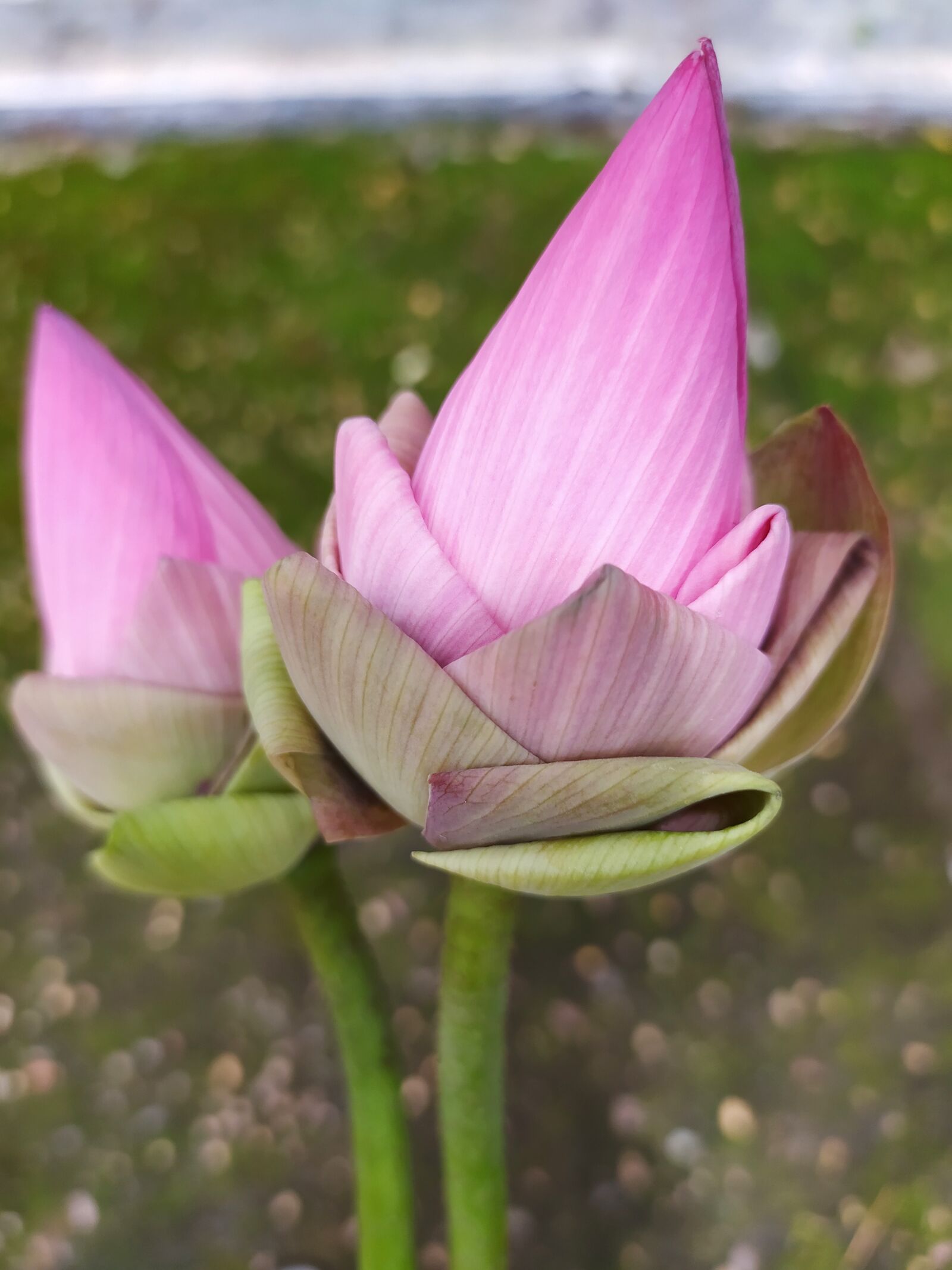 Xiaomi Redmi Note 8 sample photo. Lotus flower, plant, flower photography
