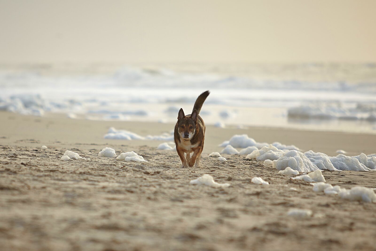 Canon EOS 5D Mark II sample photo. Dog, beach, sylt photography