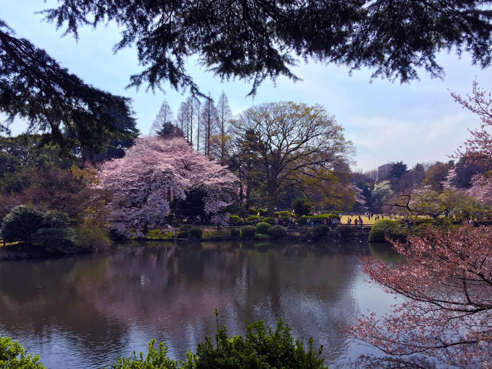 Apple iPhone 6 sample photo. Park, cherry, spring photography