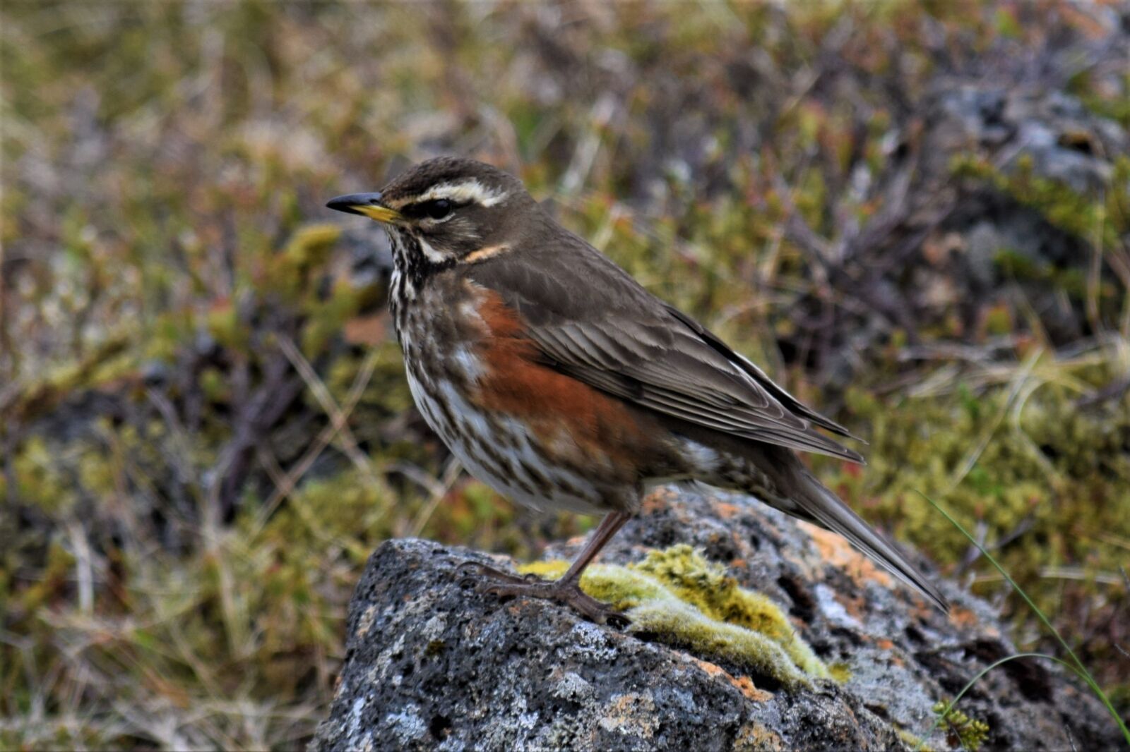 Nikon D3300 sample photo. Turdus iliacus, thrush, redwing photography