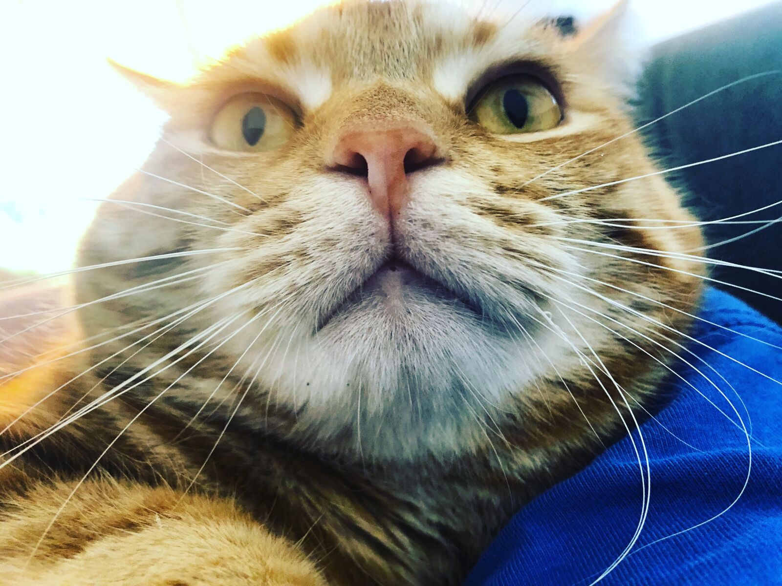 iPhone 8 back camera 3.99mm f/1.8 sample photo. Katze, kätzchen, gustaf photography