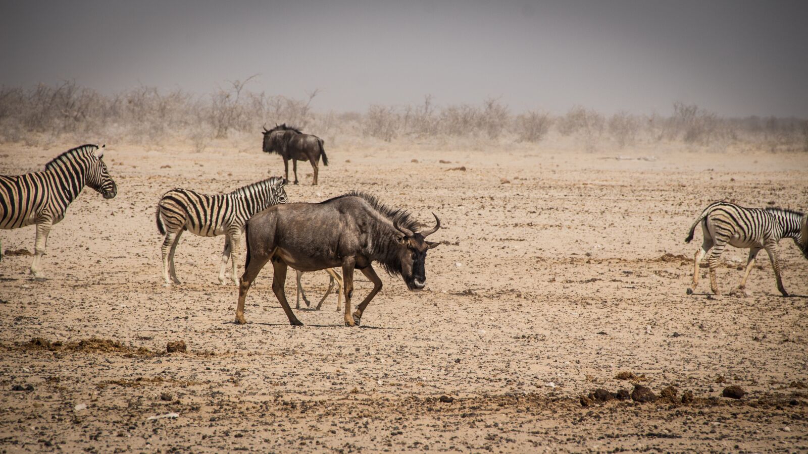 Canon EOS 650D (EOS Rebel T4i / EOS Kiss X6i) sample photo. Namibia, wildlife, africa photography