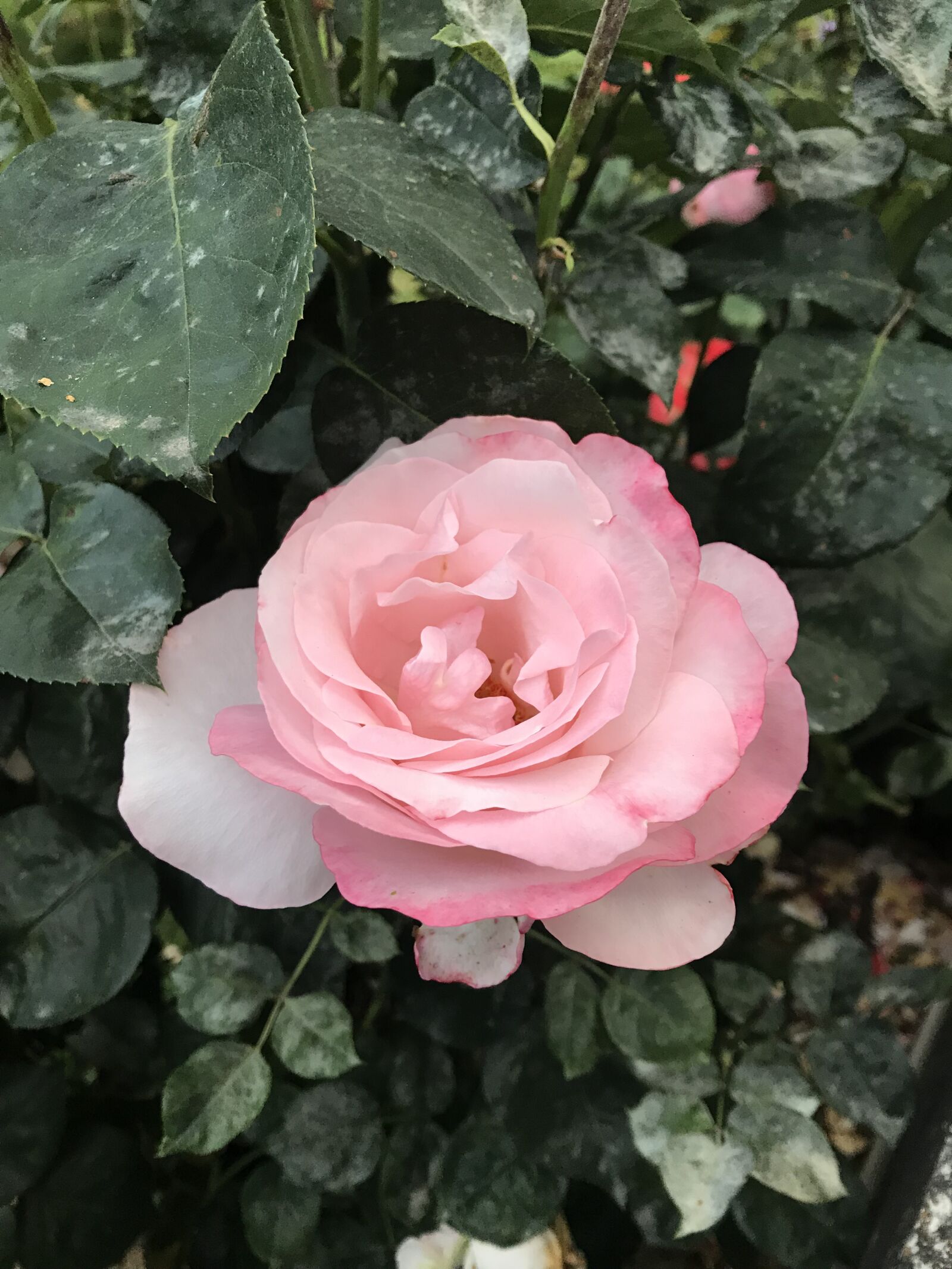 Apple iPhone 7 sample photo. Rose, blossom, bloom photography