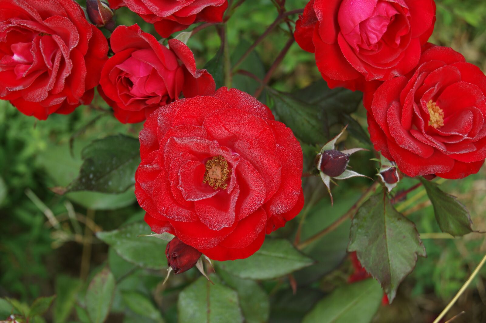 Sony Alpha DSLR-A290 sample photo. Roses, flowers, red photography