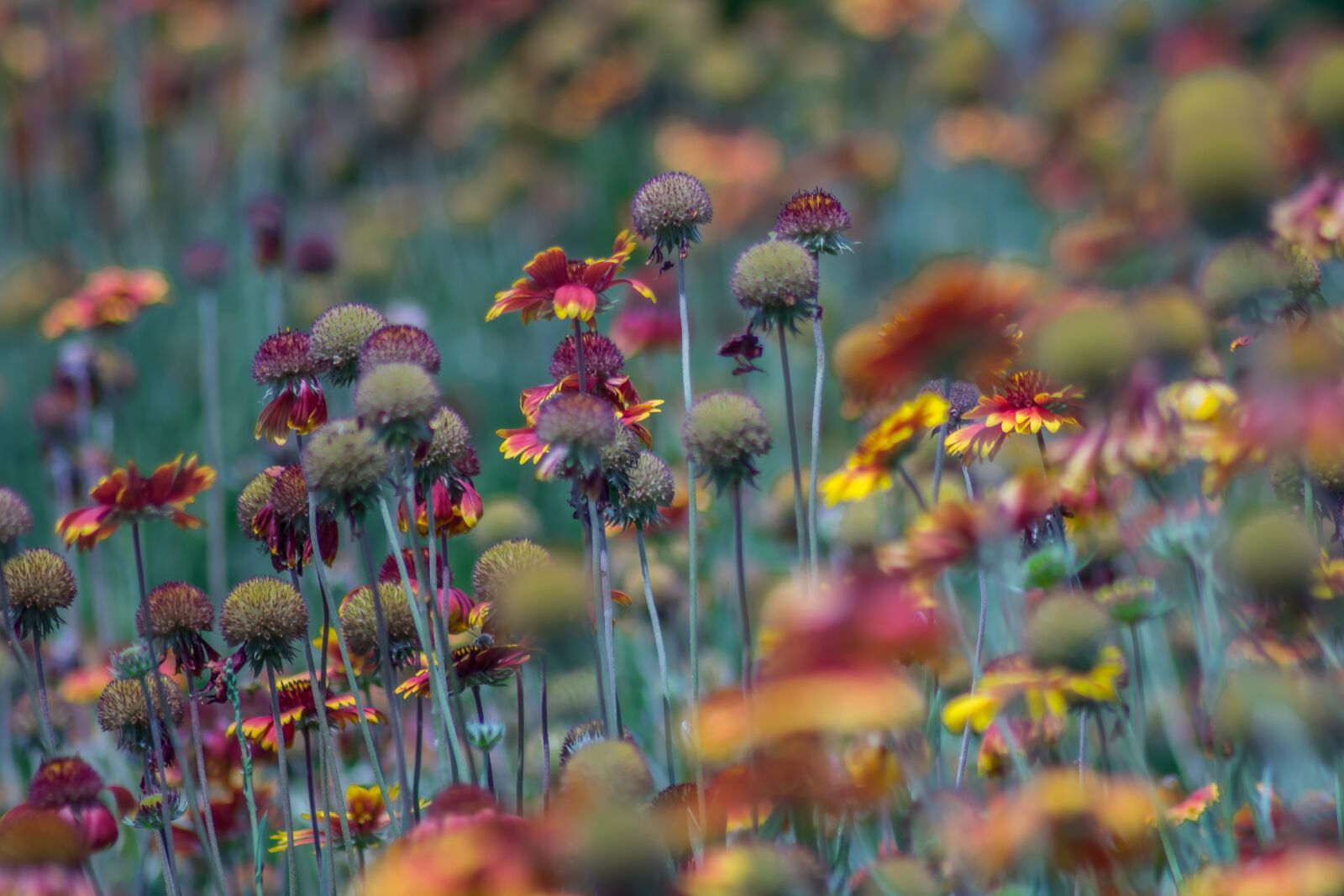 Nikon D7200 sample photo. Flowers, garden, nature photography