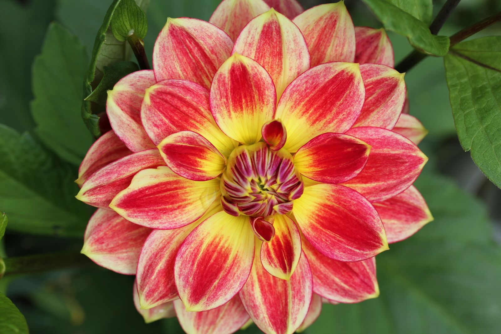 Canon EOS 550D (EOS Rebel T2i / EOS Kiss X4) sample photo. Flower, dahlia, garden photography