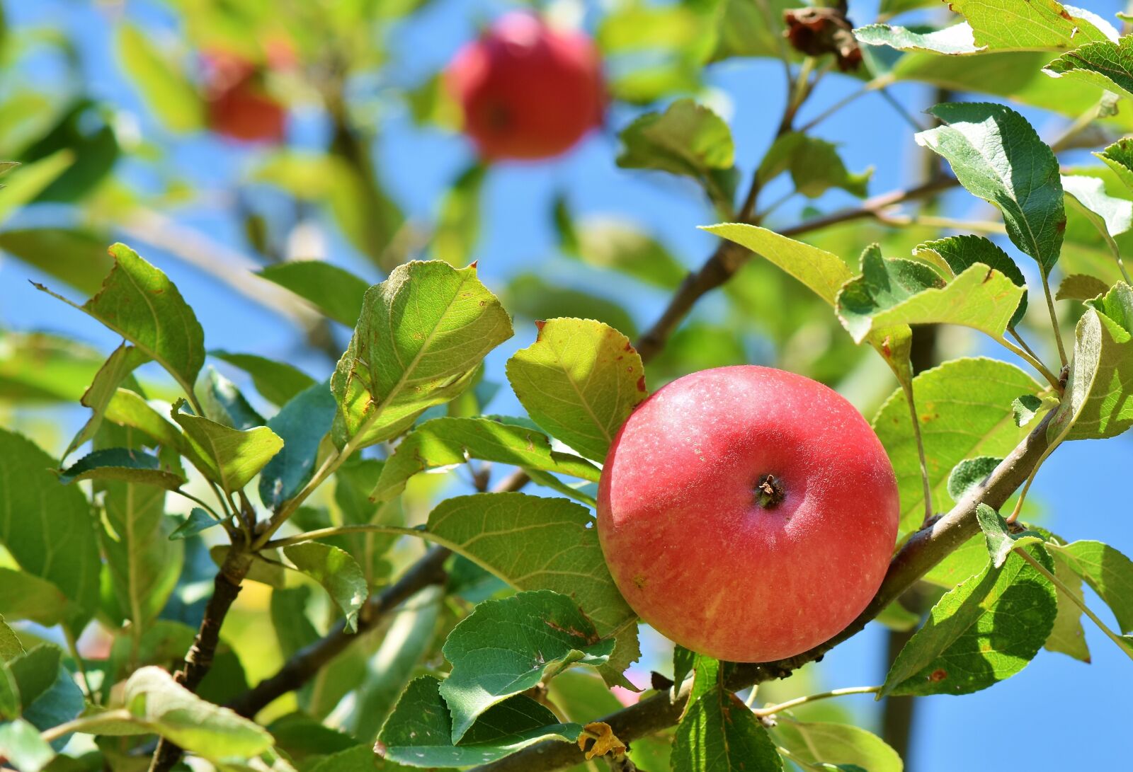 Nikon D7200 sample photo. Apple, apple tree, fruit photography