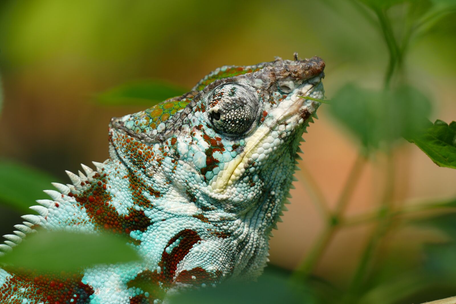 Panasonic Lumix DMC-FZ1000 sample photo. Chameleon, reptile, lizard photography