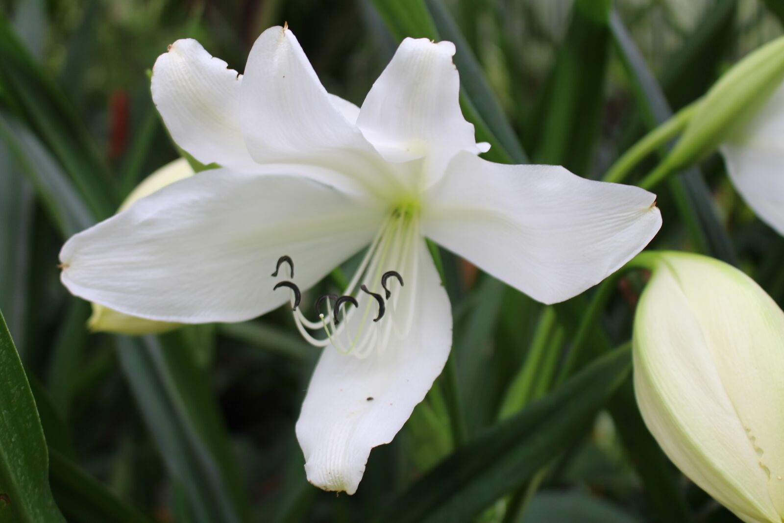 Canon EOS 700D (EOS Rebel T5i / EOS Kiss X7i) sample photo. Flower, white, white flowers photography