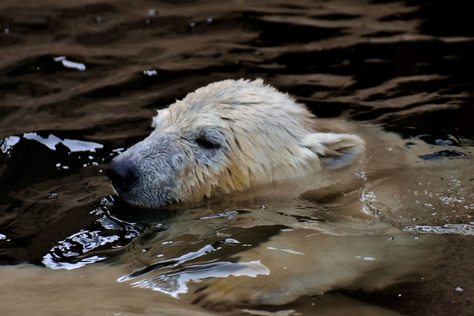 Nikon D7200 sample photo. Polar bear, young animal photography