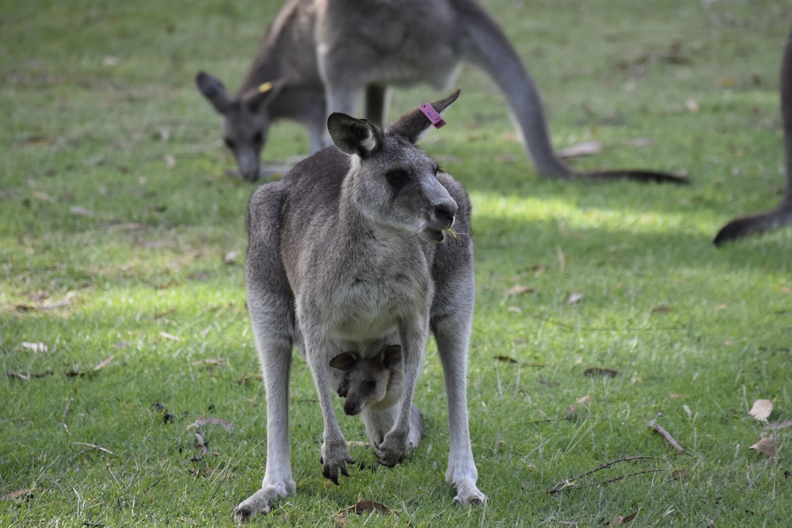 Nikon D5500 sample photo. Australia, nature, kangaroo photography