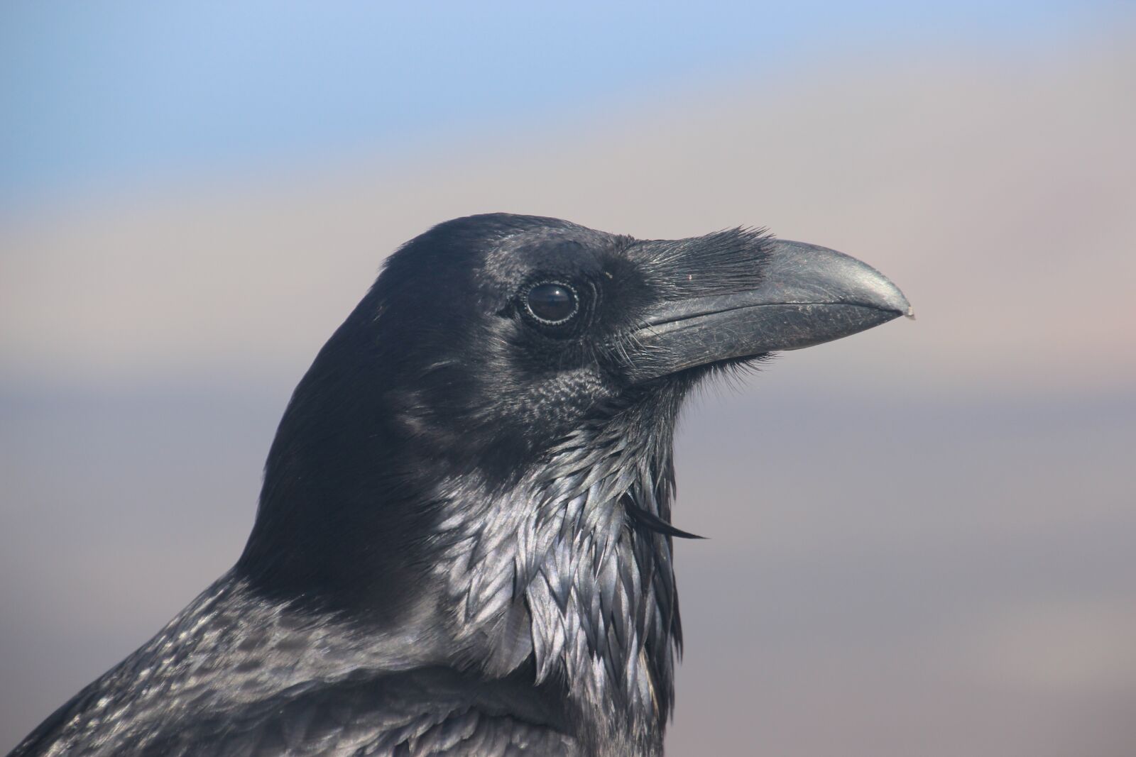 Canon EOS 600D (Rebel EOS T3i / EOS Kiss X5) sample photo. Canary crow, canary islands photography