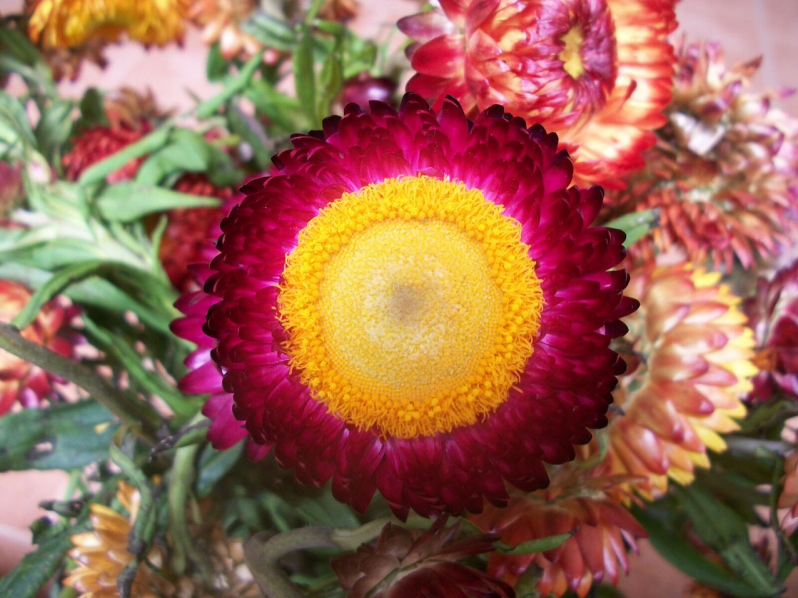 Kodak EASYSHARE M340 DIGITAL CAMERA sample photo. Evergreen, flower, flowers photography