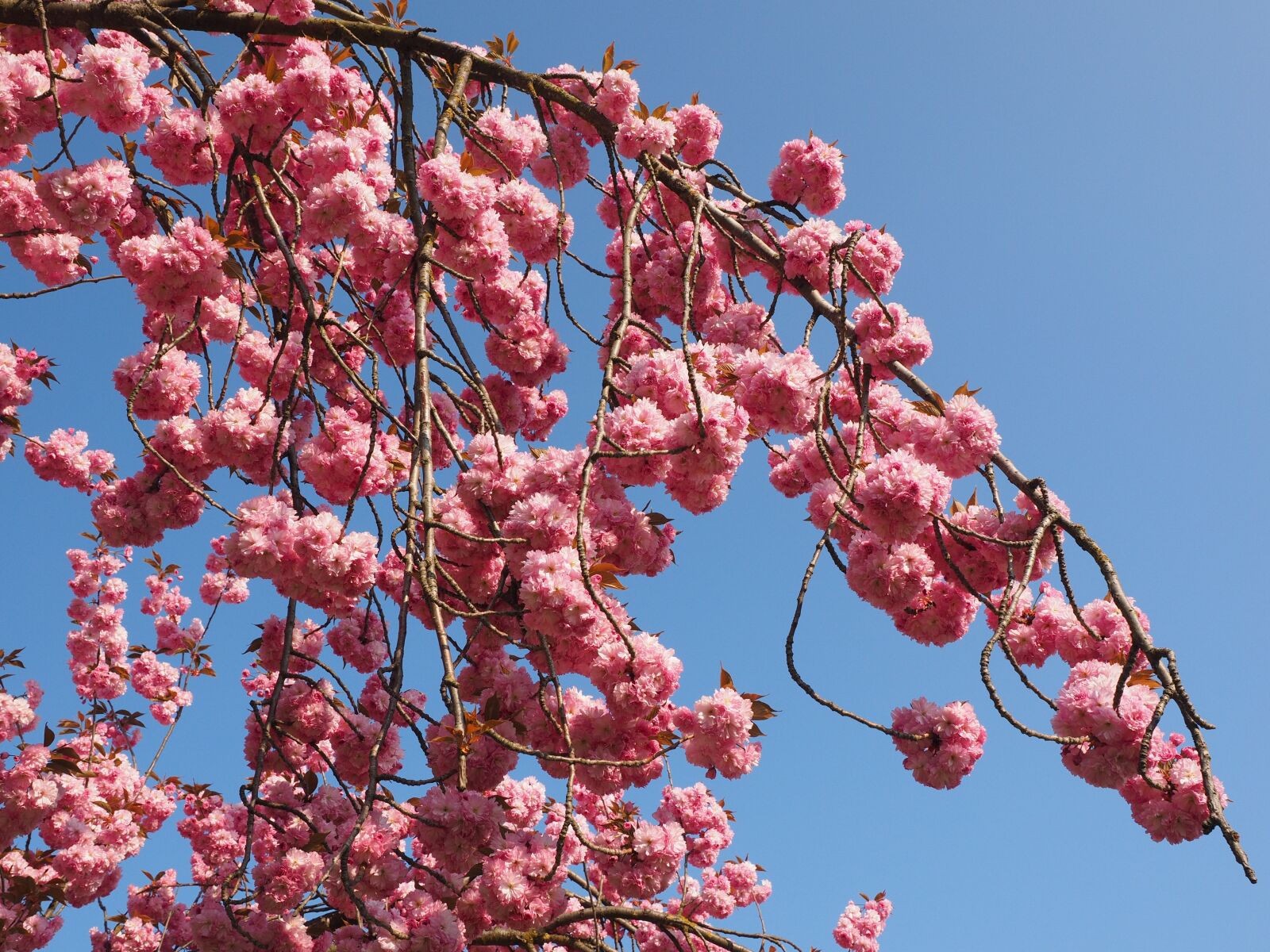 Olympus OM-D E-M1 + Olympus M.Zuiko Digital ED 12-40mm F2.8 Pro sample photo. Cherry blossom, japanese cherry photography