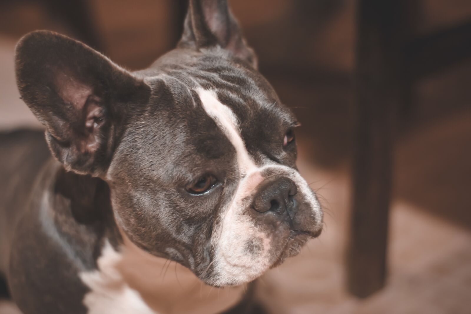 Canon EOS M10 sample photo. Dog, french bull photography