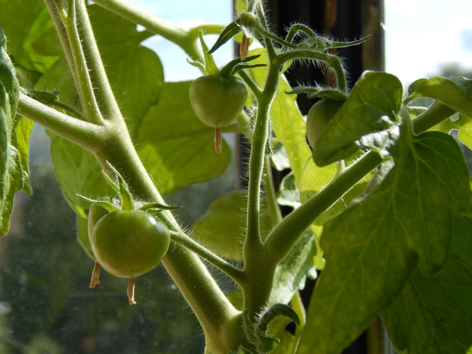 Nikon Coolpix L820 sample photo. Tomatoes, vegetables, greens photography