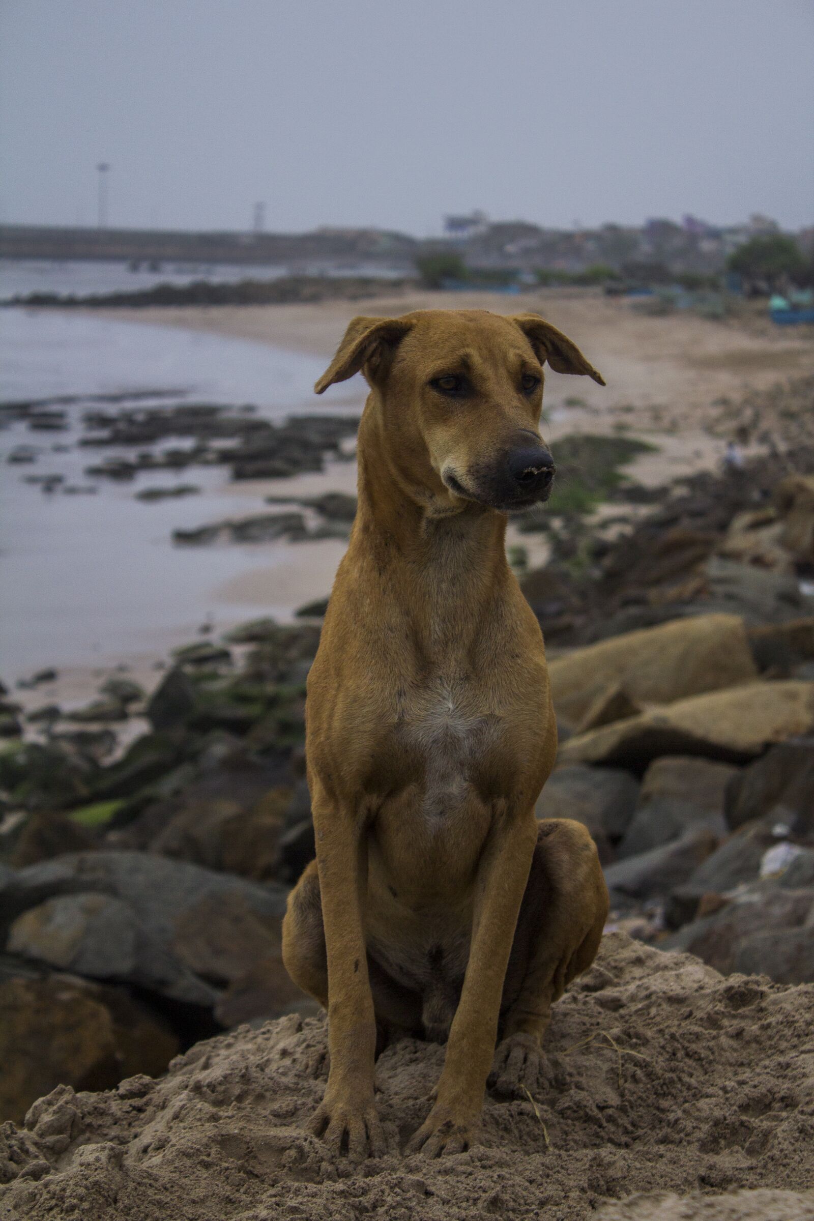 Canon EF-S 18-55mm F3.5-5.6 IS sample photo. Dog, beach, sea photography