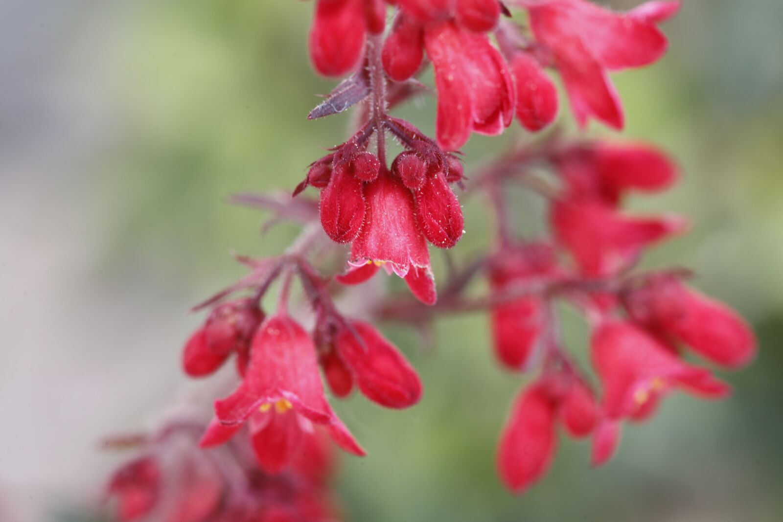 Canon EF 100mm F2.8L Macro IS USM sample photo. Flower, blossom, bloom photography