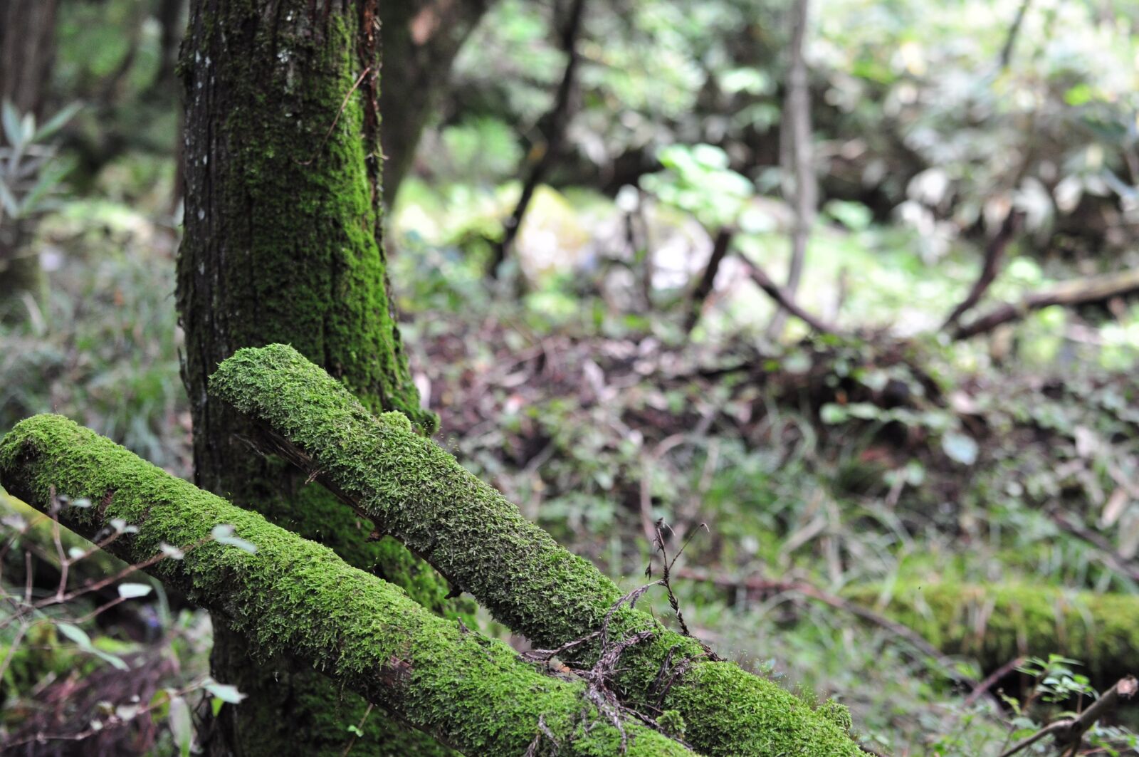 Nikon D5000 sample photo. Sunbeams, forest bathing, mt photography