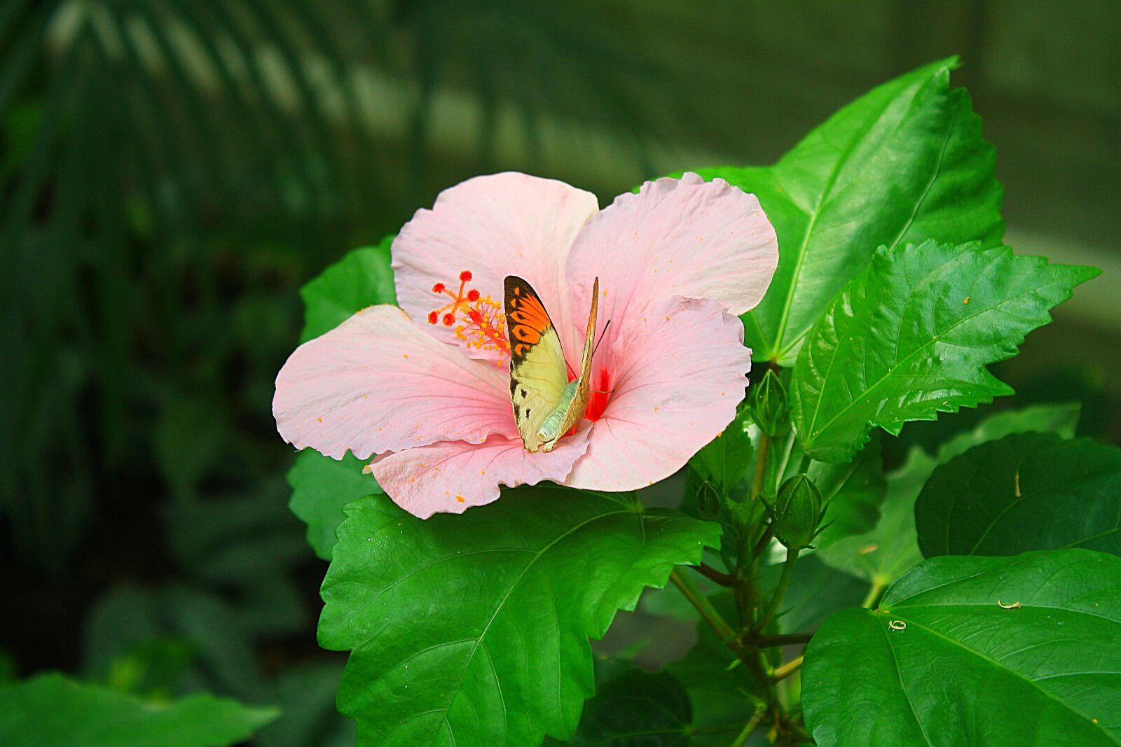 Canon EOS 1000D (EOS Digital Rebel XS / EOS Kiss F) sample photo. Flower, butterfly, leaves photography