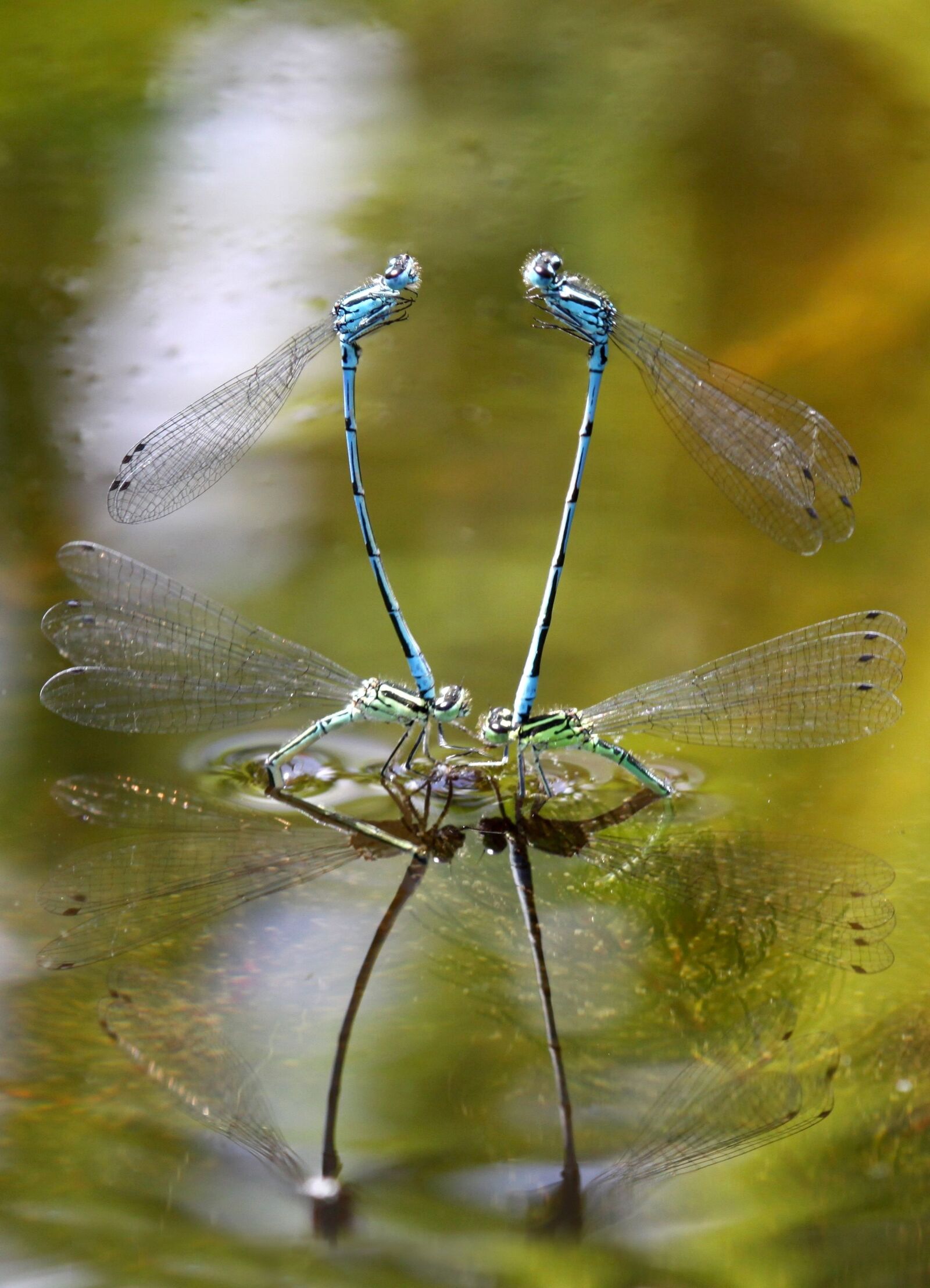 Canon EOS 50D sample photo. Dragonflies, macro, nature photography