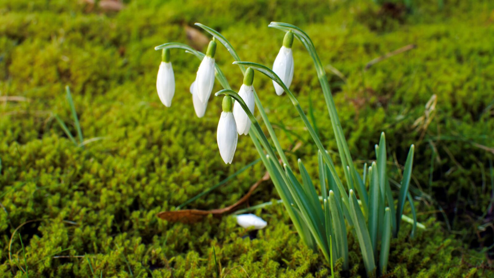Nikon D5100 sample photo. Nature, grass, leaf photography