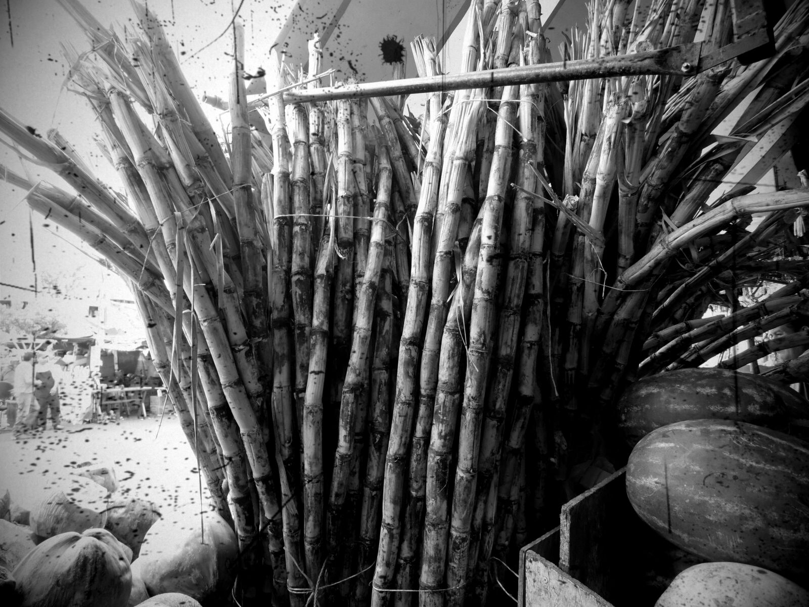 Samsung WB100/  WB101 sample photo. Blanco, y, negro, cana photography