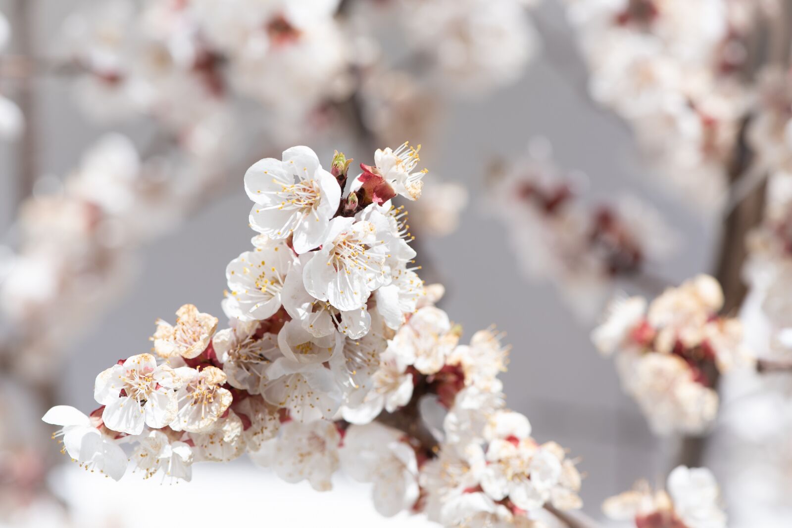 Nikon D750 sample photo. Flowers, white, aesthetic photography