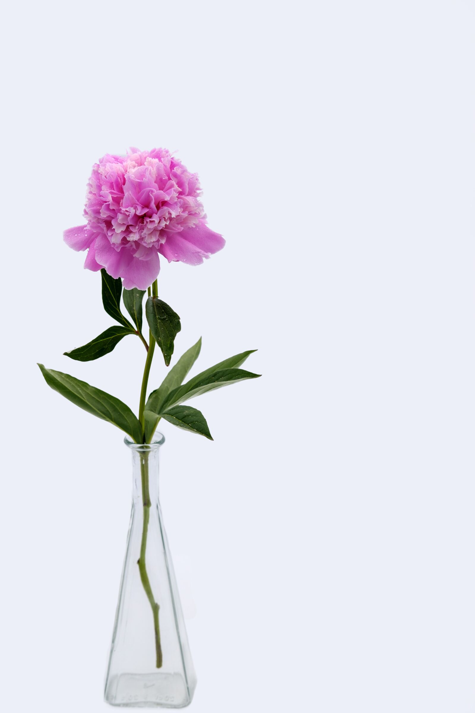 Fujifilm X-T2 + Fujifilm XF 35mm F2 R WR sample photo. Peony, rose, pentecost photography