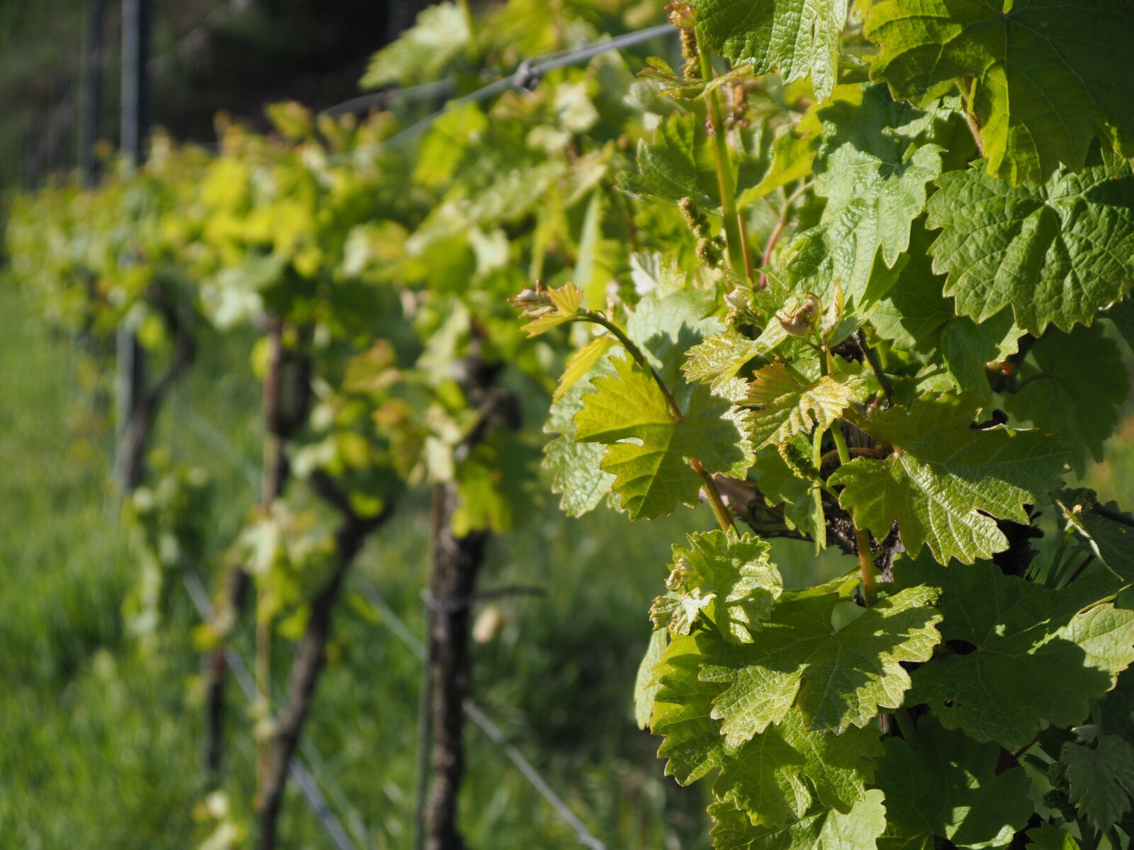 Olympus OM-D E-M10 sample photo. Wine, grapevine, grapes photography