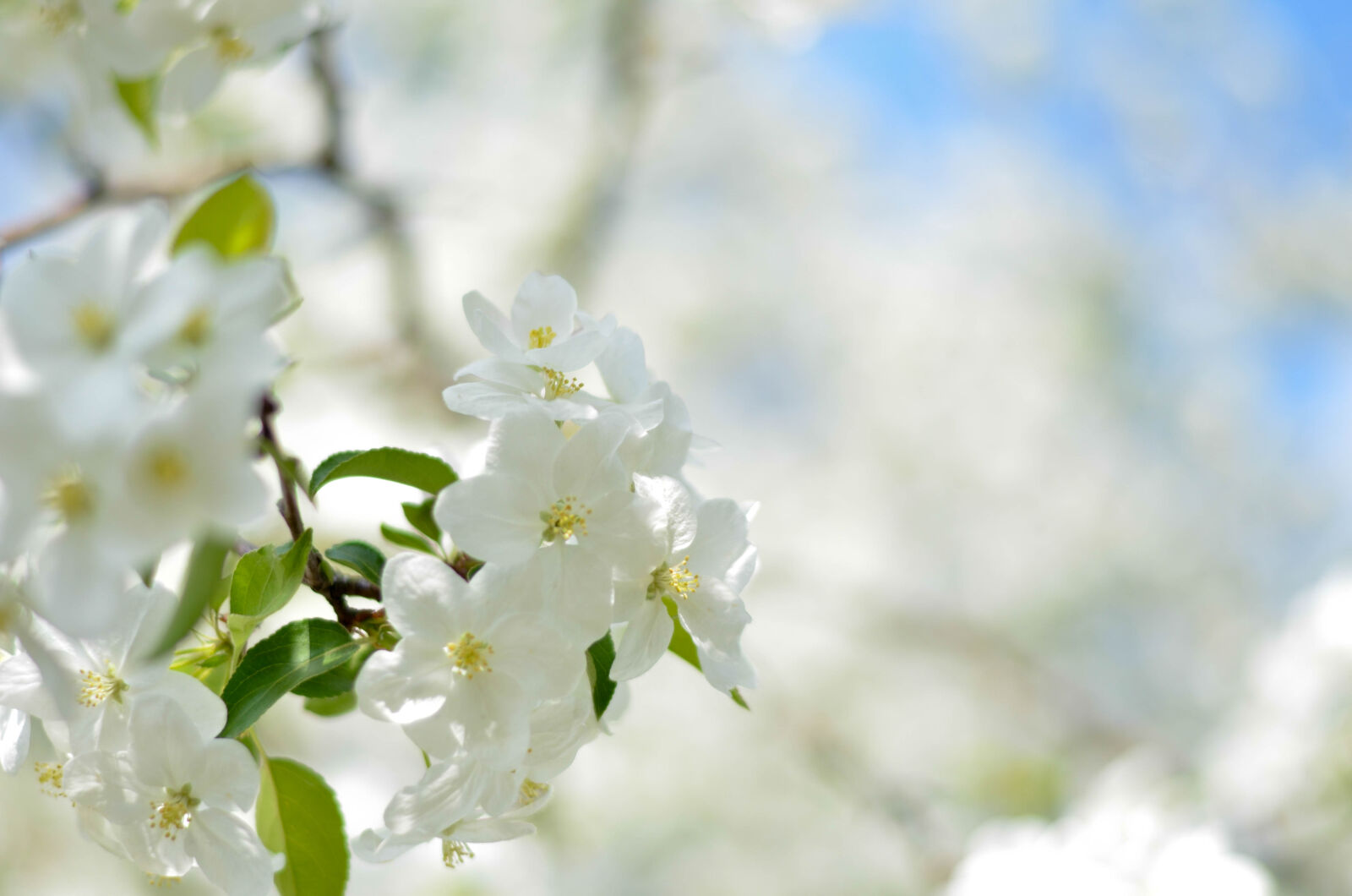 Nikon AF-S Nikkor 50mm F1.8G sample photo. White, flower, picture, during photography