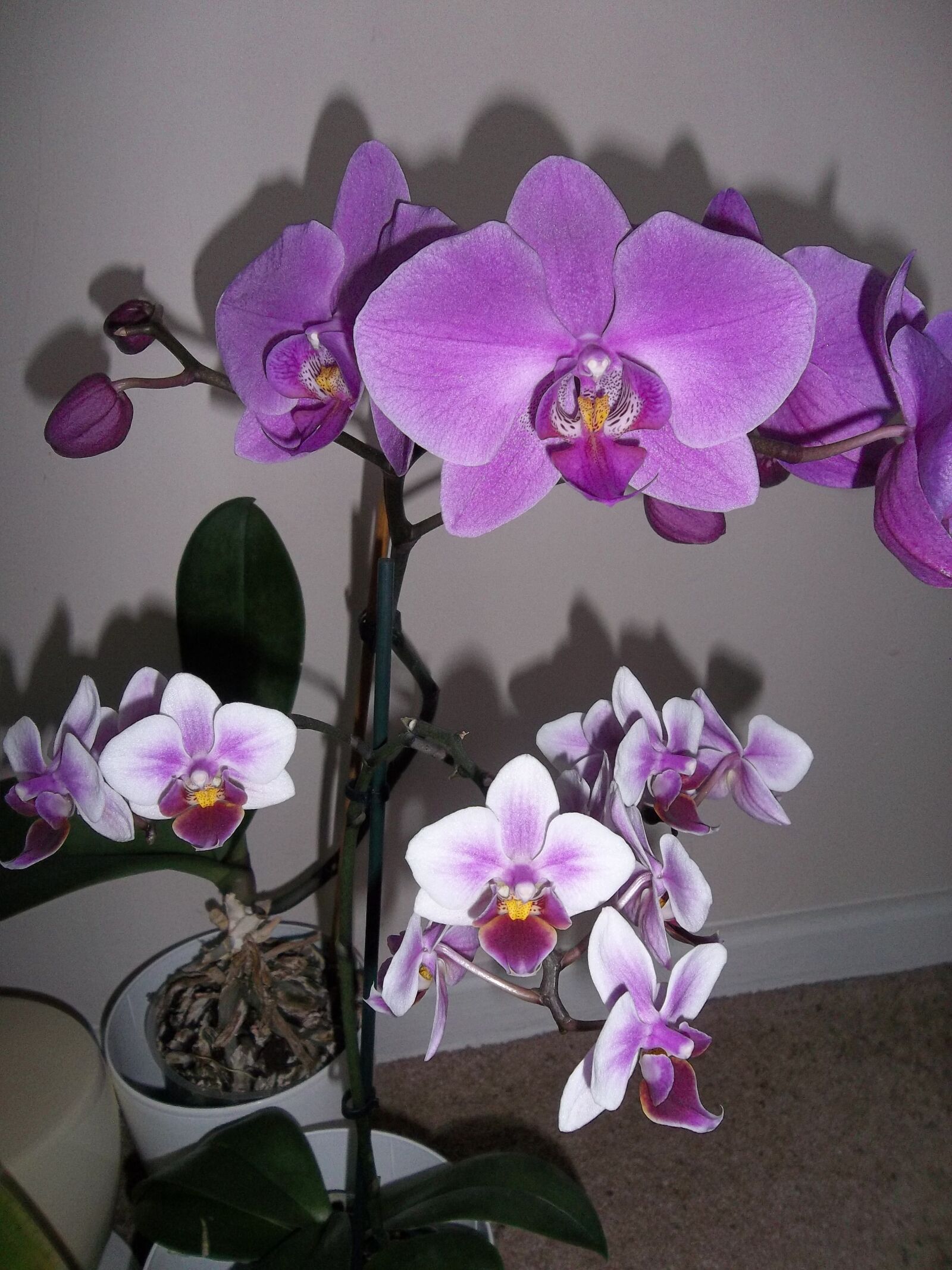 Kodak EASYSHARE CAMERA, M23 sample photo. Orchids, flower, flora photography