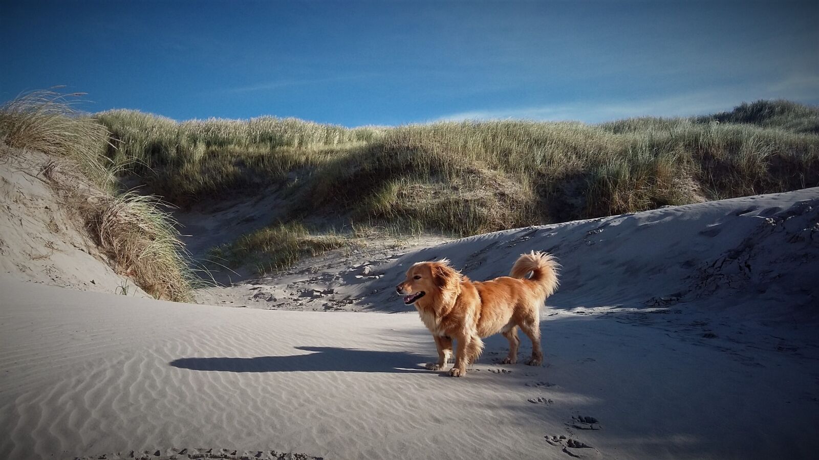 Samsung Galaxy Grand Prime sample photo. Dog, beach, dunes photography