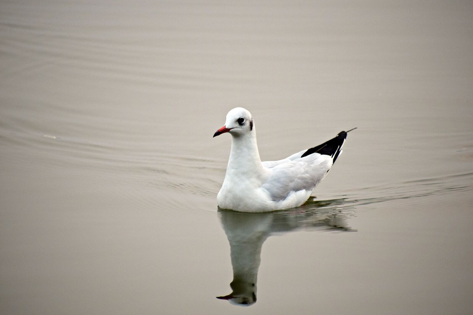 Nikon D3300 sample photo. Seabird, seagull, bird photography