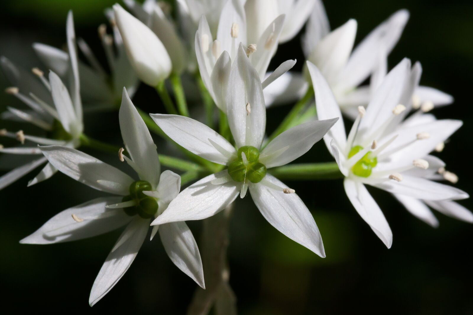 Canon EOS 50D sample photo. Bear's garlic, allium ursinum photography